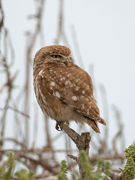 Minervanpöllö, Little Owl, Athene noctua